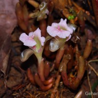 Cyphostigma pulchellum (Thwaites) Benth.